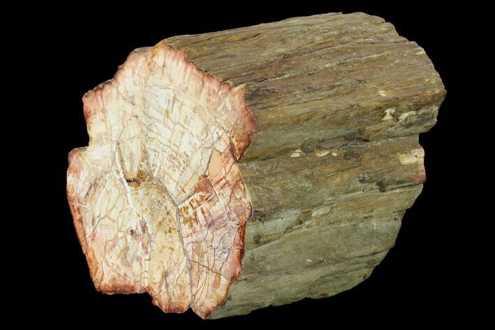 Wide Petrified Wood (Araucaria) Limb - Madagascar #166606